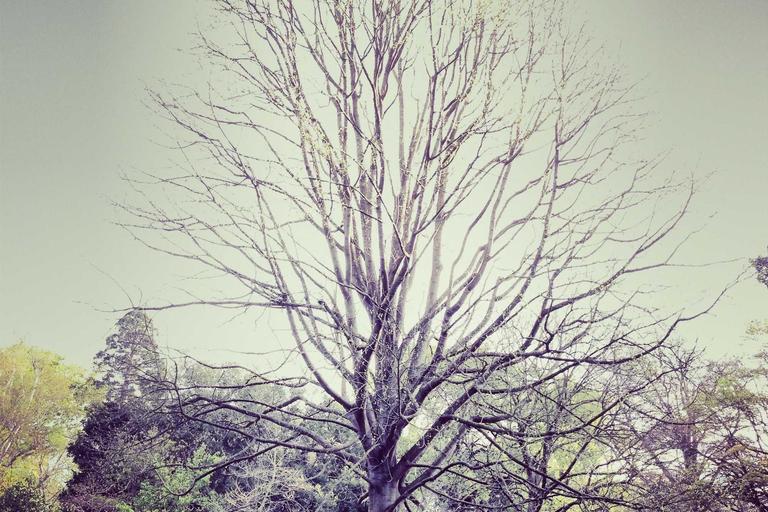 Bayi Ditembak dalam Kereta Dorong di NYC