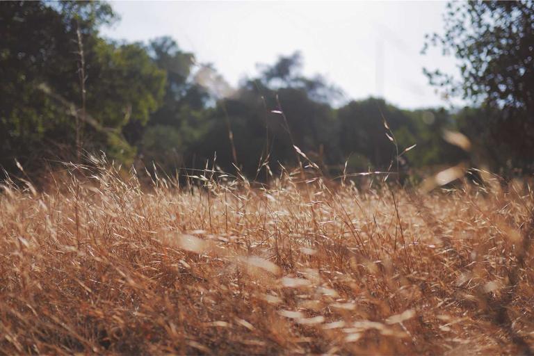 Picasso Returns: Malaysia Reclaims Lost Art