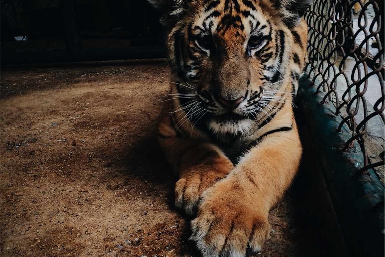 North Korea Orders Self‑Blast to Avoid Capture